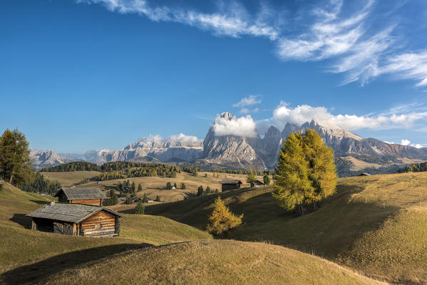 Alpe di Siusi/Seiser Alm, Dolomites, South Tyrol, Italy. Autumn colors on the Alpe di Siusi/Seiser Alm with the Sassolungo/Langkofel and the Sassopiatto/Plattkofel in background