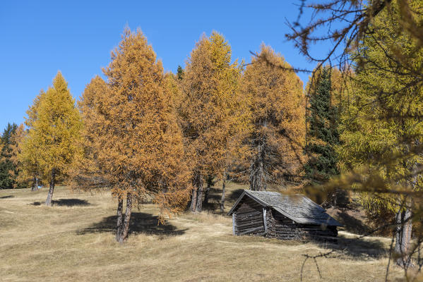 Alpe di Siusi/Seiser Alm, Dolomites, South Tyrol, Italy. Autumn colors on the Alpe di Siusi/Seiser Alm