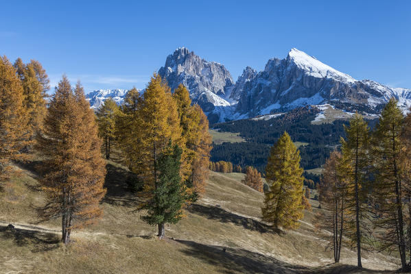 Alpe di Siusi/Seiser Alm, Dolomites, South Tyrol, Italy. Autumn colors on the Alpe di Siusi/Seiser Alm with the Sassolungo/Langkofel and the Sassopiatto/Plattkofel in background