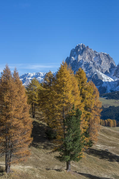 Alpe di Siusi/Seiser Alm, Dolomites, South Tyrol, Italy. Autumn colors on the Alpe di Siusi/Seiser Alm with the Sassolungo/Langkofel in background