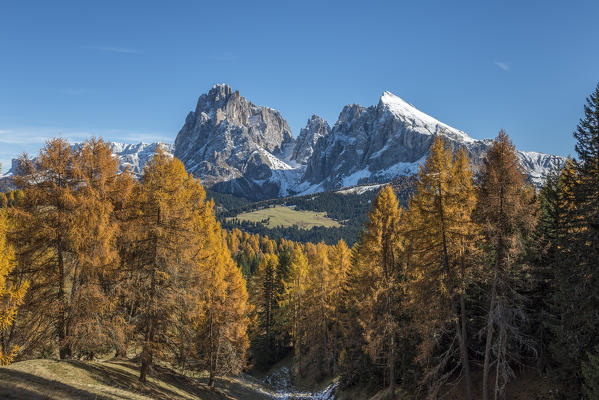 Alpe di Siusi/Seiser Alm, Dolomites, South Tyrol, Italy. Autumn colors on the Alpe di Siusi/Seiser Alm with the Sassolungo/Langkofel and the Sassopiatto/Plattkofel in background