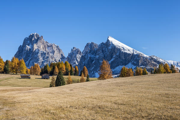 Alpe di Siusi/Seiser Alm, Dolomites, South Tyrol, Italy. Autumn colors on the Alpe di Siusi/Seiser Alm with the Sassolungo/Langkofel and the Sassopiatto/Plattkofel in background