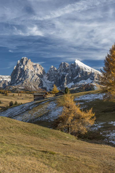 Alpe di Siusi/Seiser Alm, Dolomites, South Tyrol, Italy. Autumn colors on the Alpe di Siusi/Seiser Alm with the Sassolungo/Langkofel and the Sassopiatto/Plattkofel in background