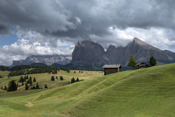 Alpe di Siusi/Seiser Alm, Dolomites, South Tyrol, Italy. View from the Alpe di Siusi to the peaks of Sassolungo/Langkofel and Sassopiatto / Plattkofel