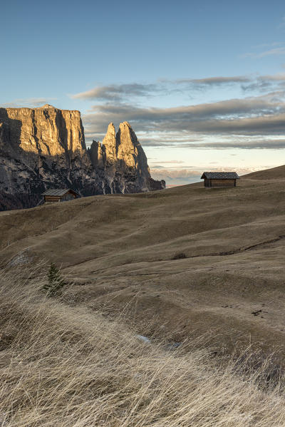 Alpe di Siusi/Seiser Alm, Dolomites, South Tyrol, Italy. Autumn on the Alpe di Siusi/Seiser Alm. In the background the peaks of Sciliar/Schlern, Euringer and Santner
