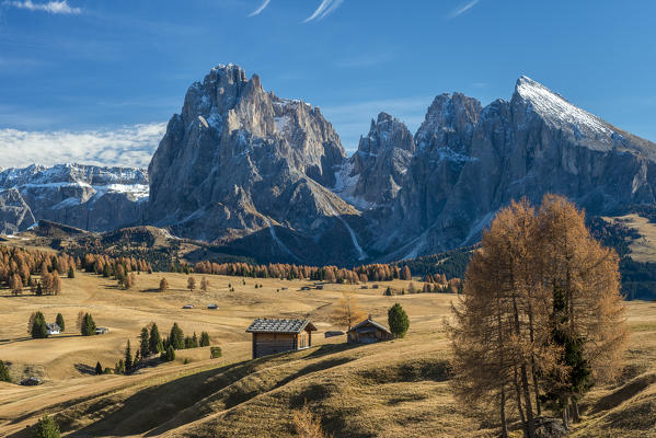 Alpe di Siusi/Seiser Alm, Dolomites, South Tyrol, Italy. Autumn on the Alpe di Siusi/Seiser Alm with the peaks of Sassolungo/Langkofel and Sassopiatto/Plattkofel