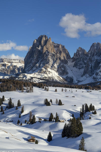 Alpe di Siusi/Seiser Alm, Dolomites, South Tyrol, Italy. Winter landscape on the Alpe di Siusi/Seiser Alm with the peaks of Sassolungo / Langkofel and Sassopiatto / Plattkofel