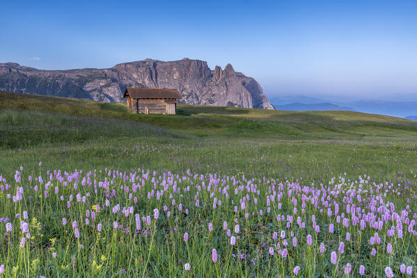 Alpe di Siusi/Seiser Alm, Dolomites, South Tyrol, Italy. Bloom on Plateau of Bullaccia/Puflatsch. In the background the peaks of Sciliar/Schlern