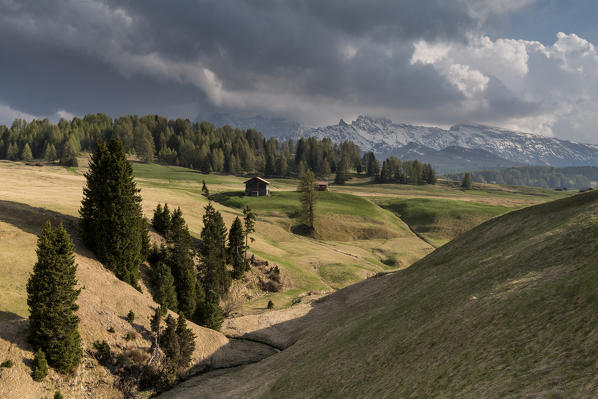 Alpe di Siusi/Seiser Alm, Dolomites, South Tyrol, Italy. 