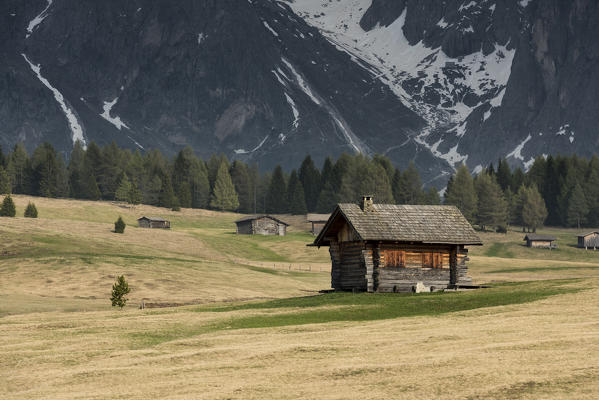 Alpe di Siusi/Seiser Alm, Dolomites, South Tyrol, Italy.