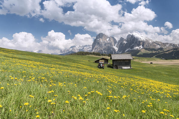 Alpe di Siusi/Seiser Alm, Dolomites, South Tyrol, Italy. Spring on the Alpe di Siusi with the peaks of Sassolungo/Langkofel and Sassopiatto / Plattkofel