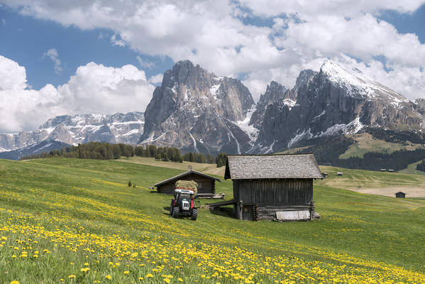 Alpe di Siusi/Seiser Alm, Dolomites, South Tyrol, Italy. Spring on the Alpe di Siusi with the peaks of Sassolungo/Langkofel and Sassopiatto / Plattkofel