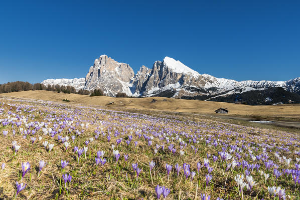 Alpe di Siusi/Seiser Alm, Dolomites, South Tyrol, Italy. Crocus in the spring bloom on the Alpe di Siusi/Seiser Alm   