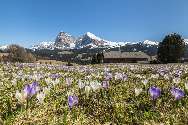 Alpe di Siusi/Seiser Alm, Dolomites, South Tyrol, Italy. Crocus in the spring bloom on the Alpe di Siusi/Seiser Alm   