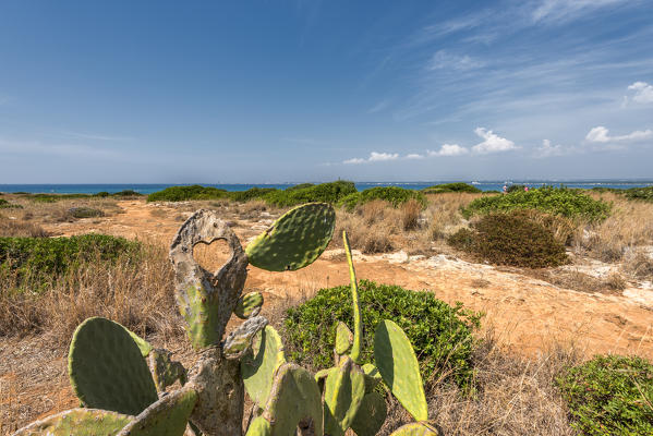 Gallipoli, province of Lecce, Salento, Apulia, Italy. The coast of Punta Pizzo