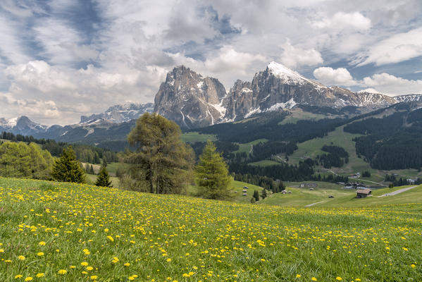 Alpe di Siusi/Seiser Alm, Dolomites, South Tyrol, Italy. 