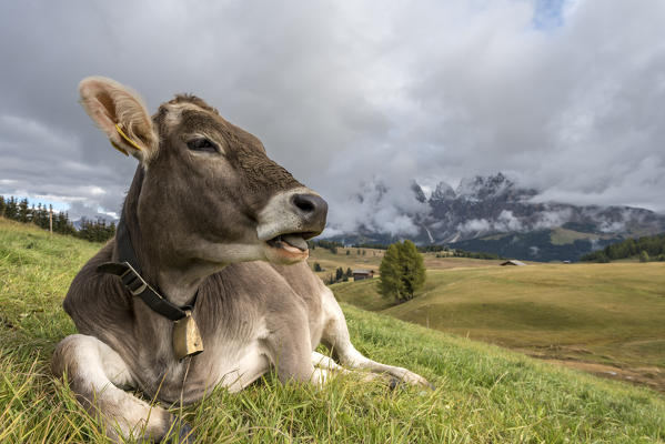 Alpe di Siusi/Seiser Alm, Dolomites, South Tyrol, Italy. 