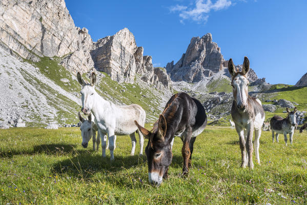 Mondeval, Dolomites, Cortina d'Ampezzo, Veneto, Belluno, Italy