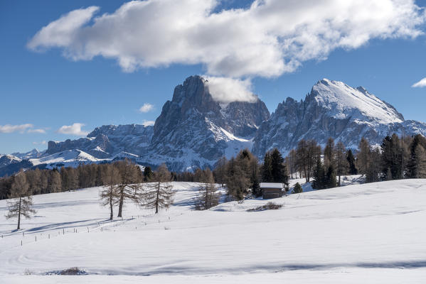 Alpe di Siusi/Seiser Alm, Dolomites, South Tyrol, Italy. Winter landscape on the Alpe di Siusi/Seiser Alm. In the background the peaks of Sella, Sassolungo/Langkofel and Sassopiatto/Plattkofel