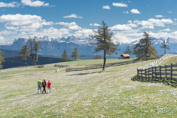 Meltina/Mölten, Bolzano province, South Tyrol, Italy. The crocus blossom at the Giogo di Meltina/Möltner Joch