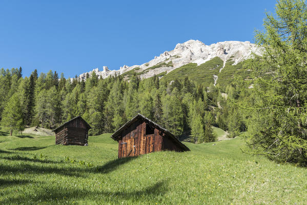 La Valle / Wengen, Alta Badia, Bolzano province, South Tyrol, Italy. In the pastures of Pra de Rit