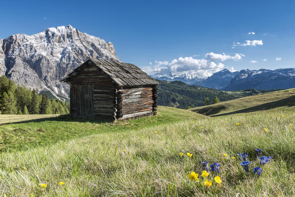 La Valle / Wengen, Alta Badia, Bolzano province, South Tyrol, Italy. In the pastures of Pra de Rit