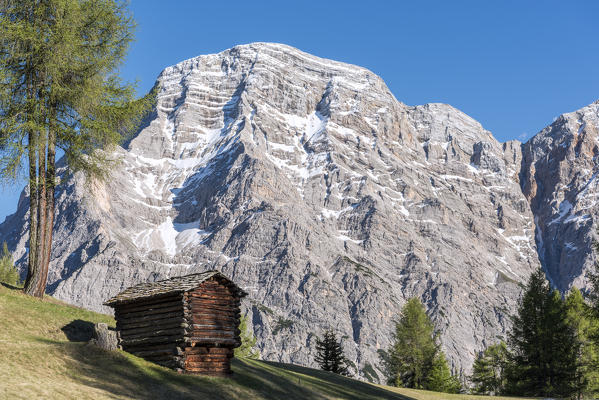 La Valle / Wengen, Alta Badia, Bolzano province, South Tyrol, Italy. In the pastures of Pra de Rit
