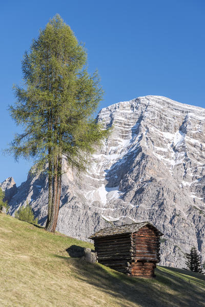 La Valle / Wengen, Alta Badia, Bolzano province, South Tyrol, Italy. In the pastures of Pra de Rit