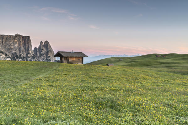 Alpe di Siusi/Seiser Alm, Dolomites, South Tyrol, Italy. The morning on the Alpe di Siusi. In the background the peaks of Sciliar/Schlern