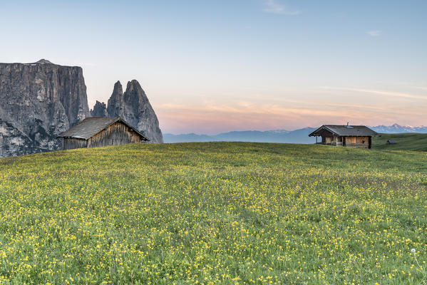 Alpe di Siusi/Seiser Alm, Dolomites, South Tyrol, Italy. The morning on the Alpe di Siusi. In the background the peaks of Sciliar/Schlern
