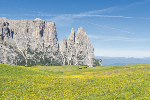 Alpe di Siusi/Seiser Alm, Dolomites, South Tyrol, Italy.