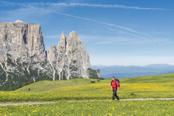 Alpe di Siusi/Seiser Alm, Dolomites, South Tyrol, Italy. Hiker on the Alpe di Siusi