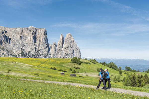 Alpe di Siusi/Seiser Alm, Dolomites, South Tyrol, Italy. Hikers on the Alpe di Siusi