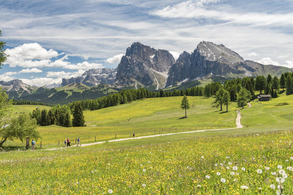 Alpe di Siusi/Seiser Alm, Dolomites, South Tyrol, Italy.