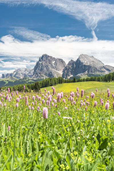 Alpe di Siusi/Seiser Alm, Dolomites, South Tyrol, Italy.