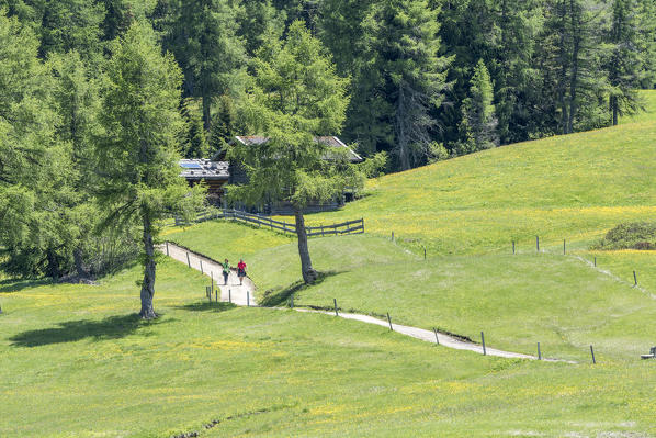 Alpe di Siusi/Seiser Alm, Dolomites, South Tyrol, Italy.