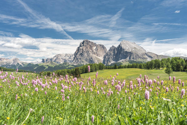 Alpe di Siusi/Seiser Alm, Dolomites, South Tyrol, Italy.