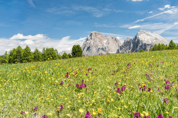 Alpe di Siusi/Seiser Alm, Dolomites, South Tyrol, Italy.