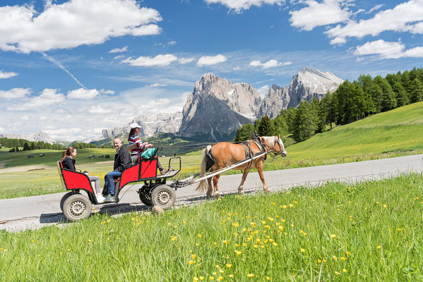 Alpe di Siusi/Seiser Alm, Dolomites, South Tyrol, Italy. Haflinger horse and carriage on the Alpe di Siusi/Seiser Alm