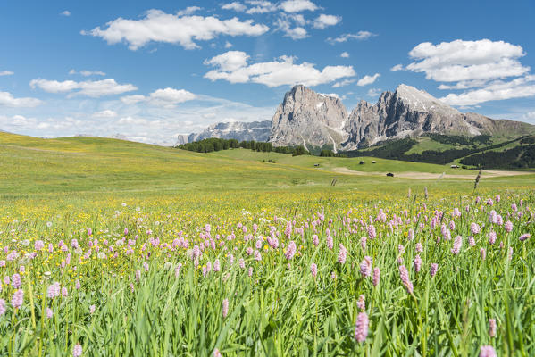 Alpe di Siusi/Seiser Alm, Dolomites, South Tyrol, Italy.