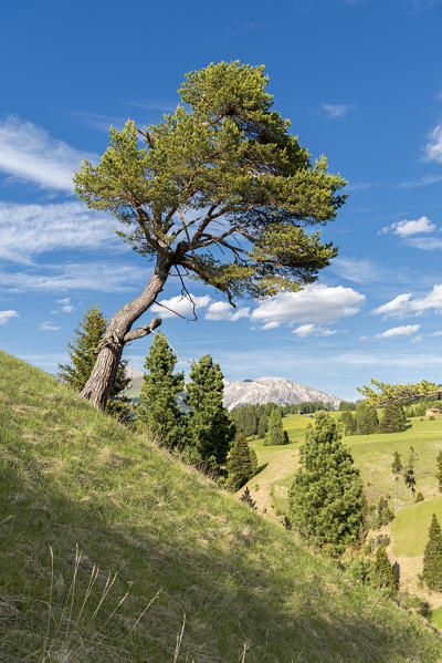 Alpe di Siusi/Seiser Alm, Dolomites, South Tyrol, Italy.