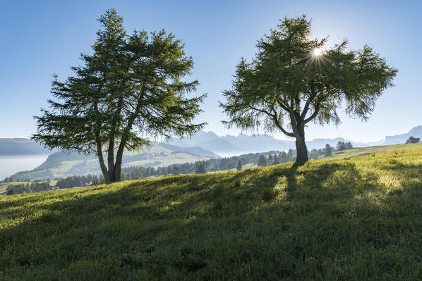 Alpe di Siusi/Seiser Alm, Dolomites, South Tyrol, Italy.