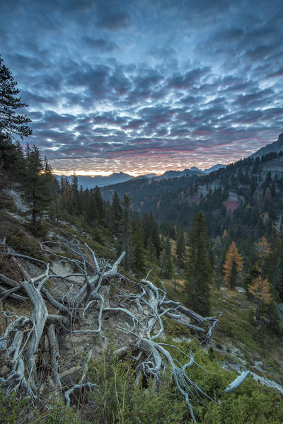 Passo delle Erbe/Wuerzjoch, Dolomites, province of Bolzano, South Tyrol, Italy. Sunrise at Passo delle Erbe