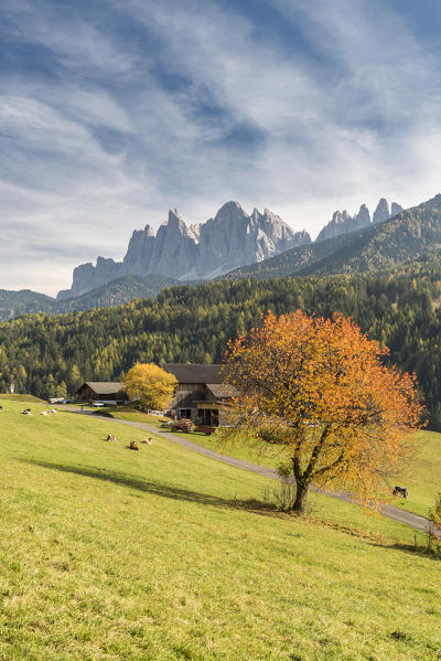 Funes Valley, Dolomites, province of Bolzano, South Tyrol, Italy. Autumn colors in the Funes Valley with the Odle peaks in the background