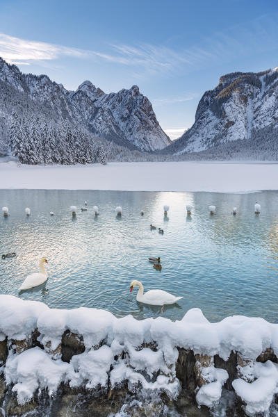 Dobbiaco/Toblach, province of Bolzano, South Tyrol, Italy. Winter at the Lake Dobbiaco with floating swans