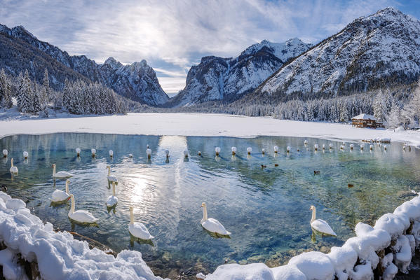 Dobbiaco/Toblach, province of Bolzano, South Tyrol, Italy. Winter at the Lake Dobbiaco with floating swans