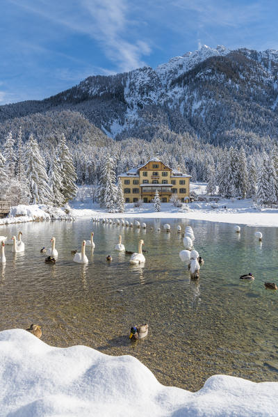 Dobbiaco/Toblach, province of Bolzano, South Tyrol, Italy. Winter at the Lake Dobbiaco with floating swans