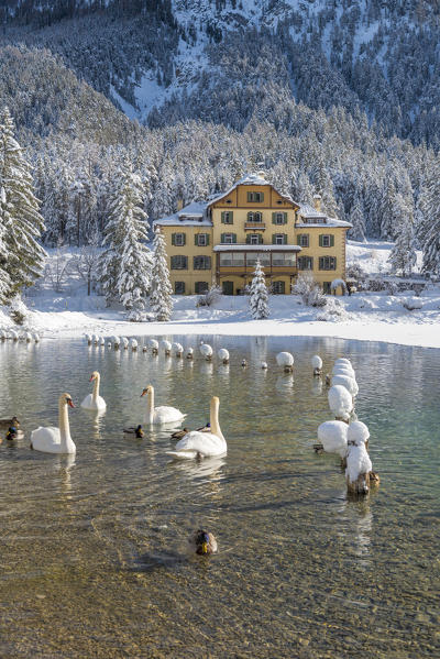 Dobbiaco/Toblach, province of Bolzano, South Tyrol, Italy. Winter at the Lake Dobbiaco with floating swans