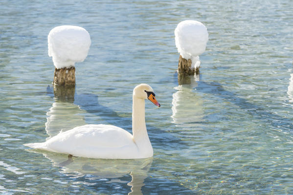 Dobbiaco/Toblach, province of Bolzano, South Tyrol, Italy. Winter at the Lake Dobbiaco with floating swan