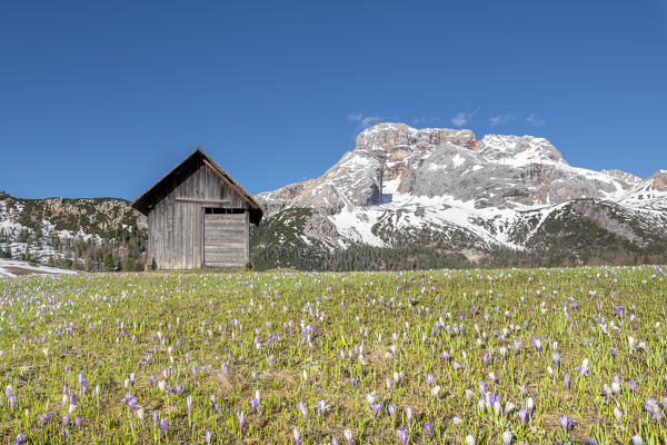 Prato Piazza/Plätzwiese, Dolomites, South Tyrol, Italy. Crocus in the spring bloom on the Prato Piazza. In the background the Croda Rossa